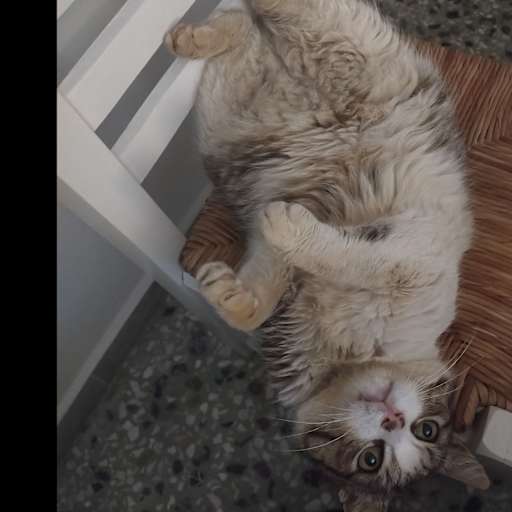 Profile image for pet sitter Katrina