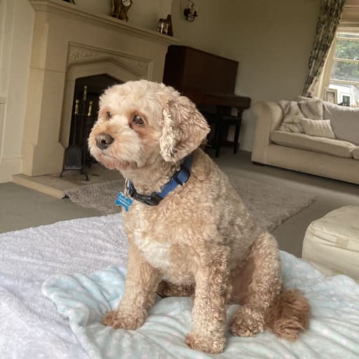 Profile image for pet sitters Arnold & Julie