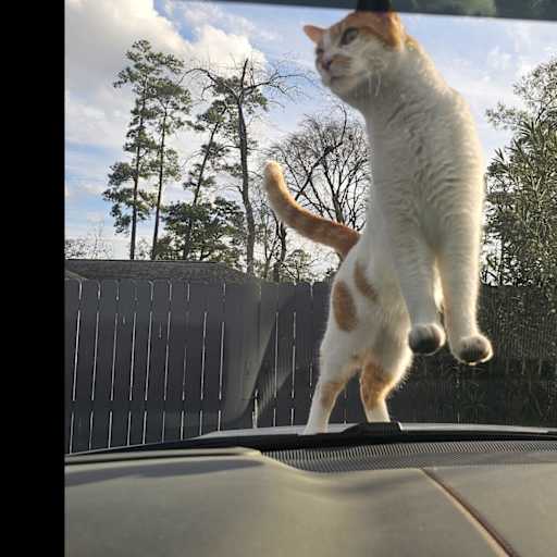 Profile image for pet sitters C & Russell