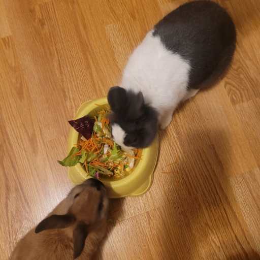 Profile image for pet sitters Maria & Anouer