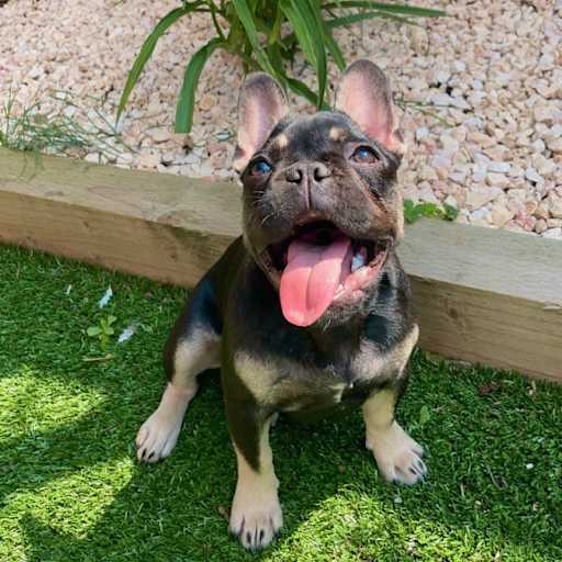 Profile image for pet sitter celine