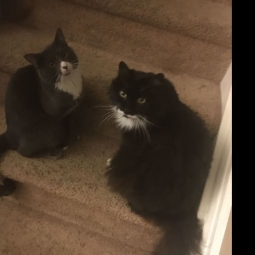 Profile image for pet sitter Tamia