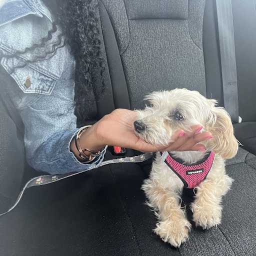 Profile image for pet sitter Marie