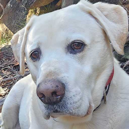 Profile image for pet sitter Susan