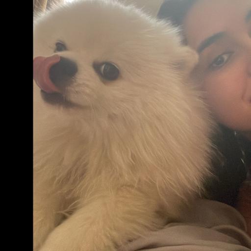 Profile image for pet sitter Alexa