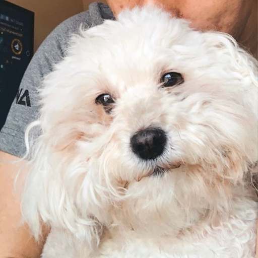 Profile image for pet sitter Eduardo