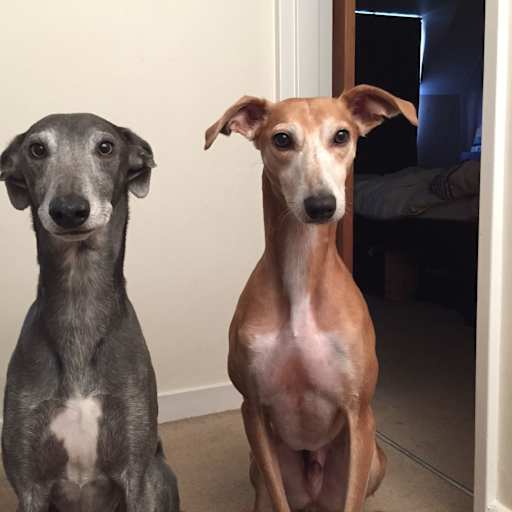 Profile image for pet sitters Katt & Alex