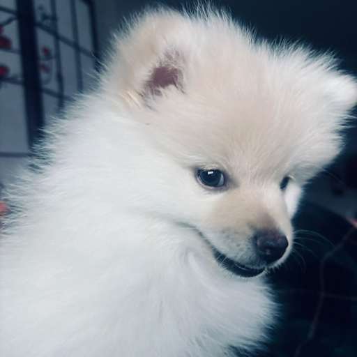 Profile image for pet sitter Yana