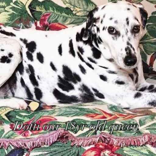Profile image for pet sitter julie