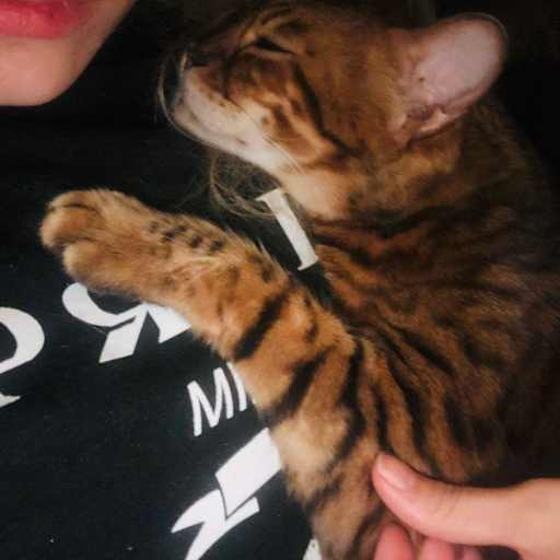 Profile image for pet sitter Stefanie