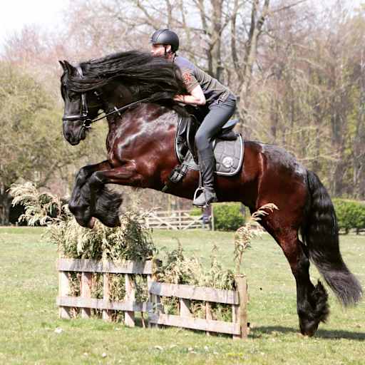 Profile image for pet sitter Luke