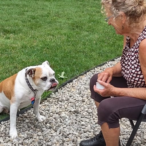 Profile image for pet sitter JILL