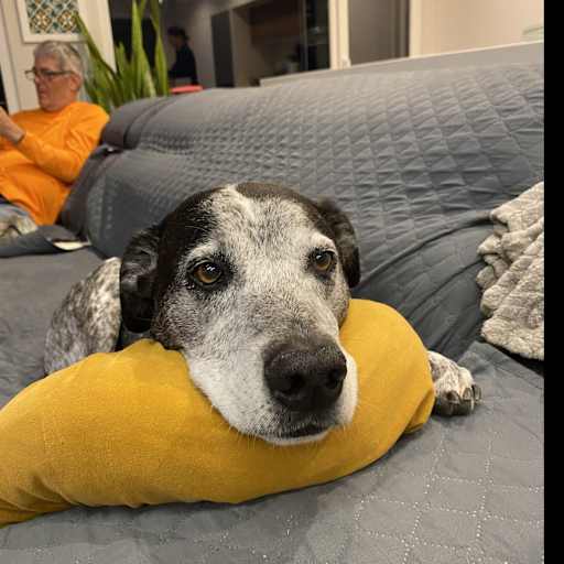 Profile image for pet sitters Colleen & Archie 