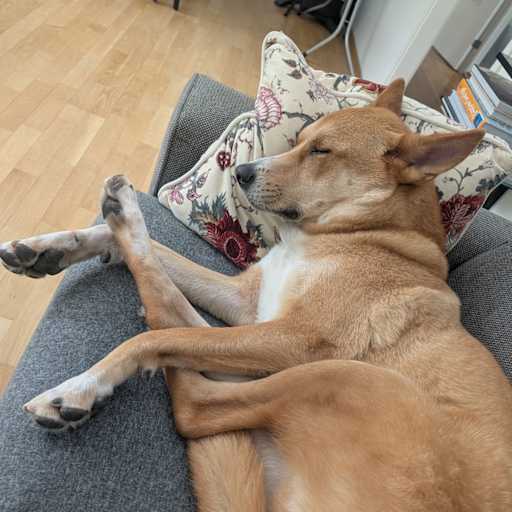 Profile image for pet sitters Tess & Davis