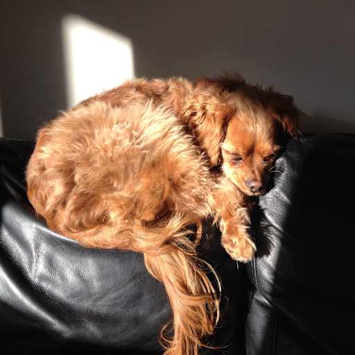 Profile image for pet sitters Suzanne & Shaun