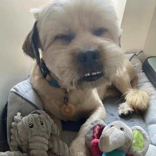 Profile image for pet sitter Lee