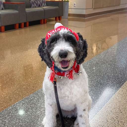Profile image for pet sitter Amy