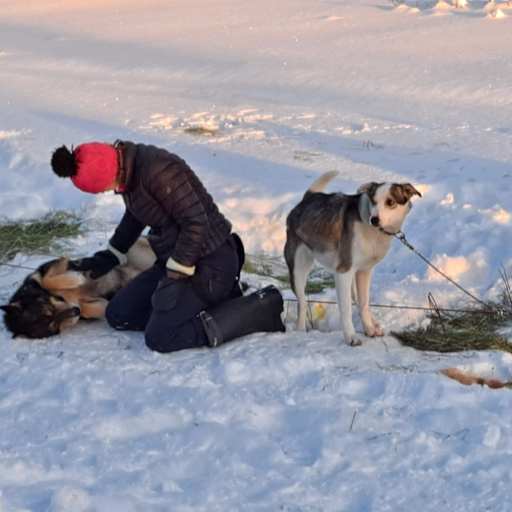 Profile image for pet sitters Lisa & Rupert