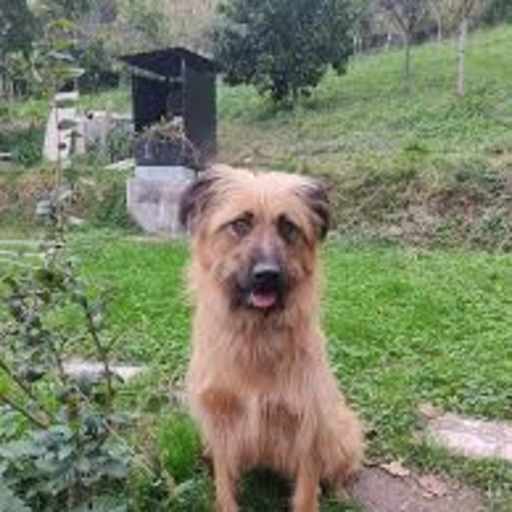 Profile image for pet sitter Leire
