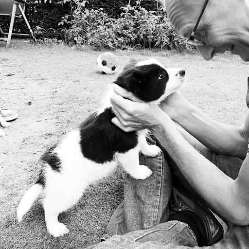 Profile image for pet sitter Guy