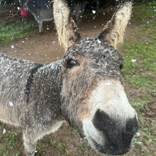 Profile image for pet sitter PAUL