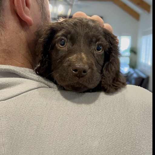 Profile image for pet sitter Paul