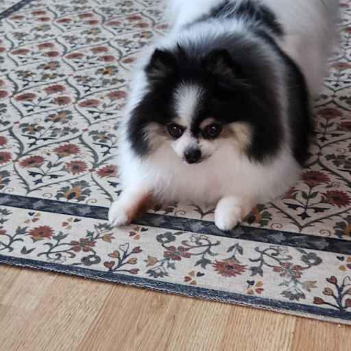 Profile image for pet sitter Dolores