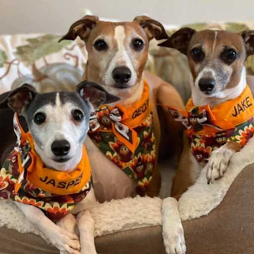 Profile image for pet sitters Holly & Bill
