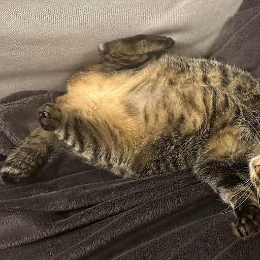 Profile image for pet sitters Cristina & Maria