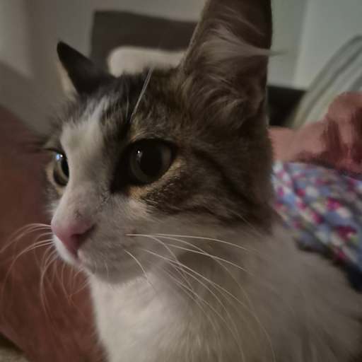 Profile image for pet sitter Jonathan