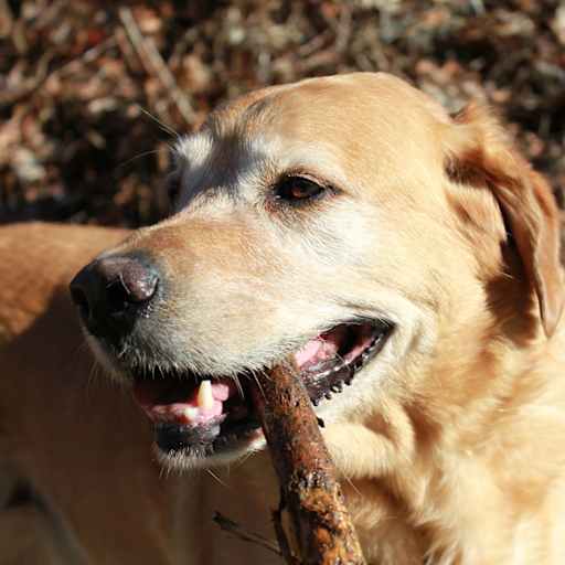 Profile image for pet sitter Brenda