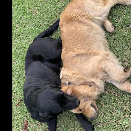 Profile image for pet sitters Nita & Charlie