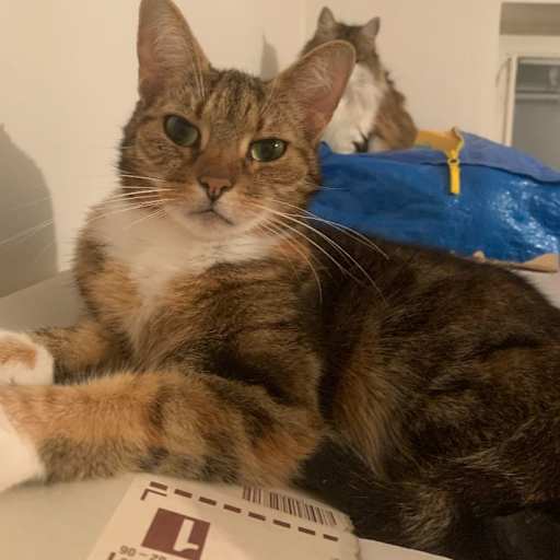 Profile image for pet sitter Linnea