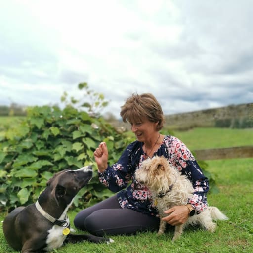 Profile image for pet sitters Sarah & Paul