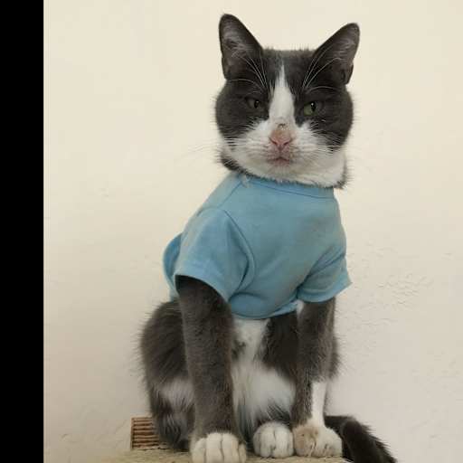 Profile image for pet sitter Suzanne