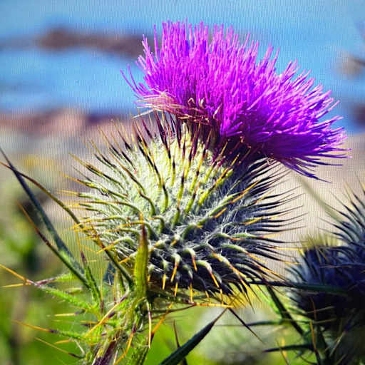 Profile image for pet sitter Alison