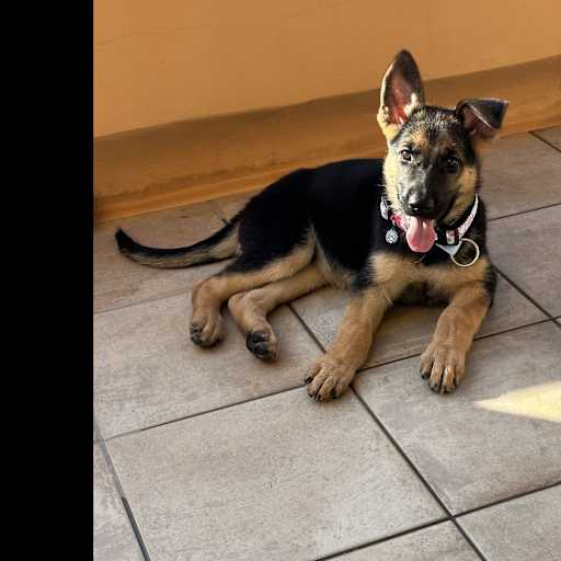 Profile image for pet sitter Lara