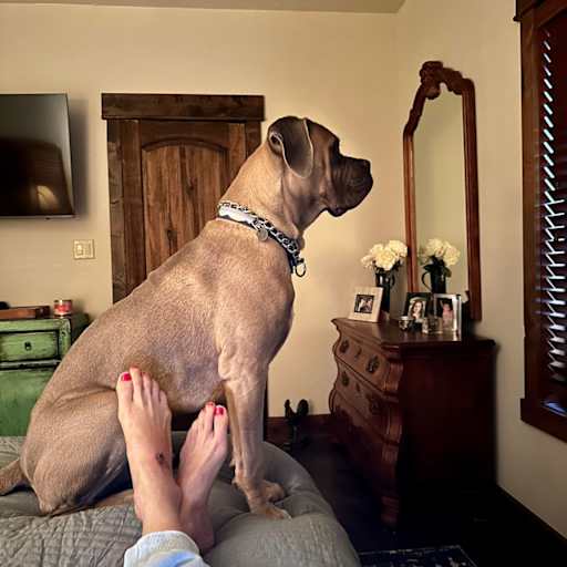 Profile image for pet sitter Tara Elizabeth