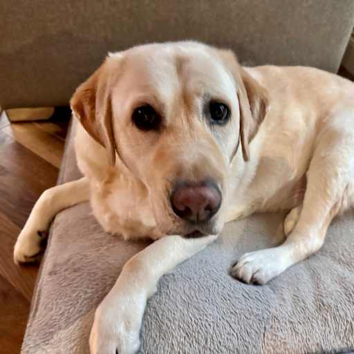 Profile image for pet sitters Karen & Thomas