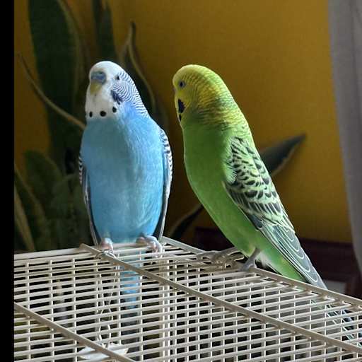 Profile image for pet sitters Kay & Jatufe