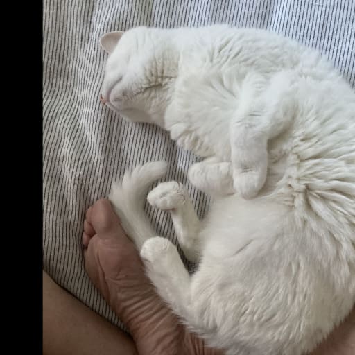 Profile image for pet sitter Jilsarah