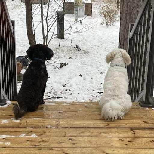 Profile image for pet sitters Elaine & Wade