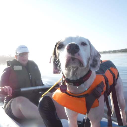 Profile image for pet sitter megan