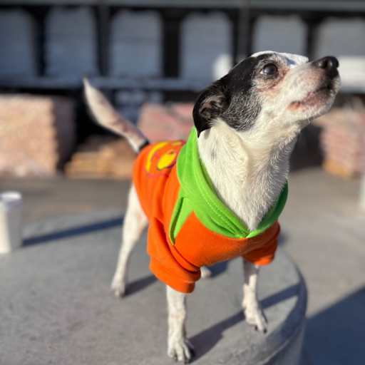 Profile image for pet sitter Thomas