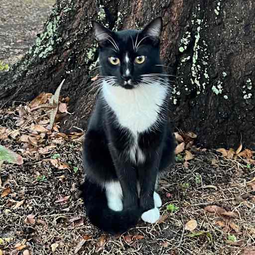 Profile image for pet sitters Lalainya & Christopher 