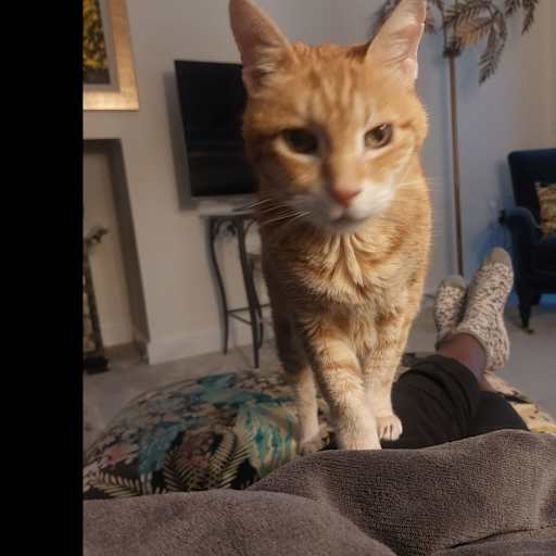 Profile image for pet sitter Rebecca