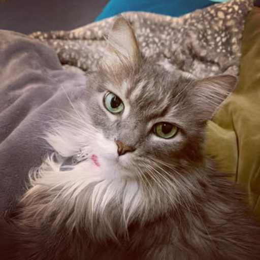 Profile image for pet sitter Meghan