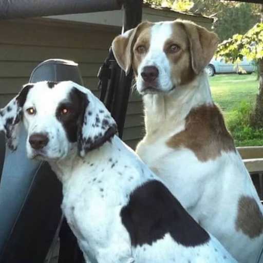 Profile image for pet sitter Cheryl