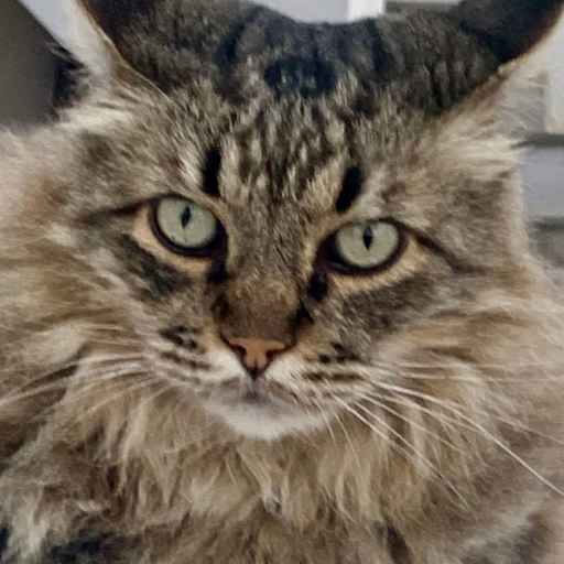 Profile image for pet sitter Elizabeth