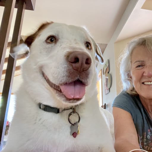 Profile image for pet sitter Susan